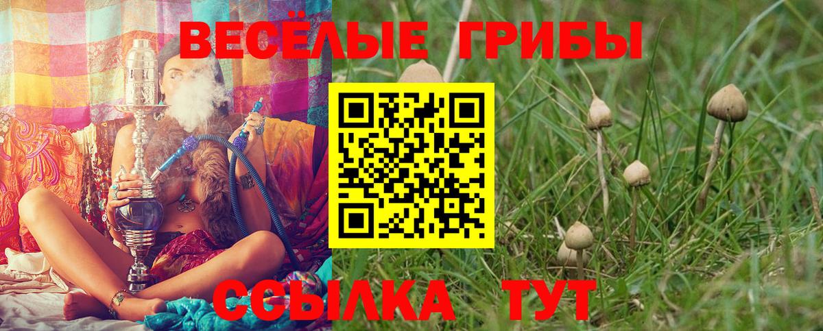 закладка  Галлюциногенные грибы Psilocybine cubensis  Апшеронск  Вход с VPN  Псилоцибиновые грибы прущие грибы 